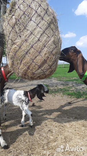 Рептух-кормушка-сетка для сена и поводок (чомбур)