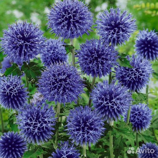 Садовые сухоцветы: Гипсофила, физалис, мордовник