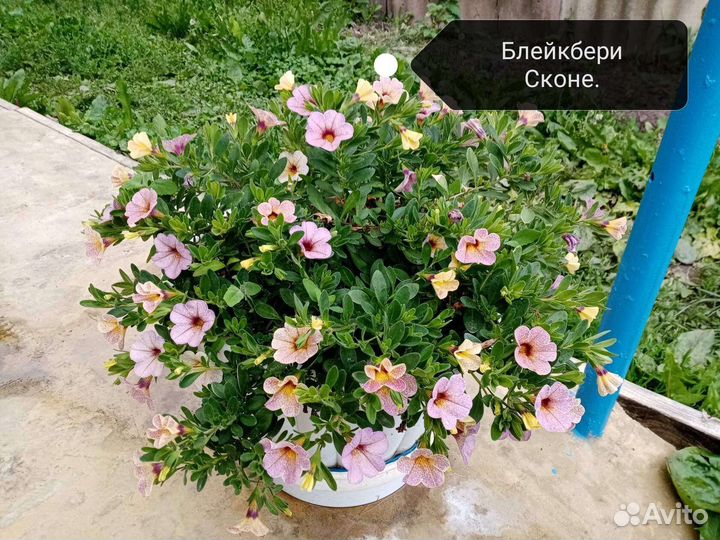 Калибрахоа