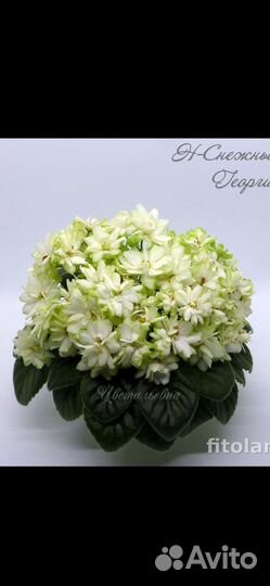 Фиалки сортовые