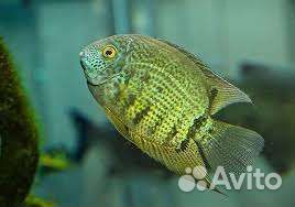 Рыбка Северум