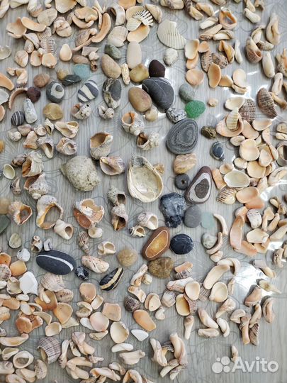Морские ракушки и камушки