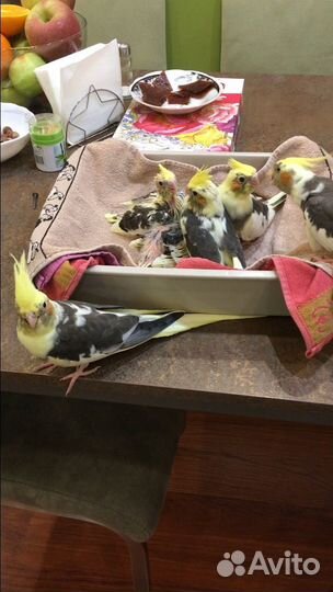 Птенцы Кареллы