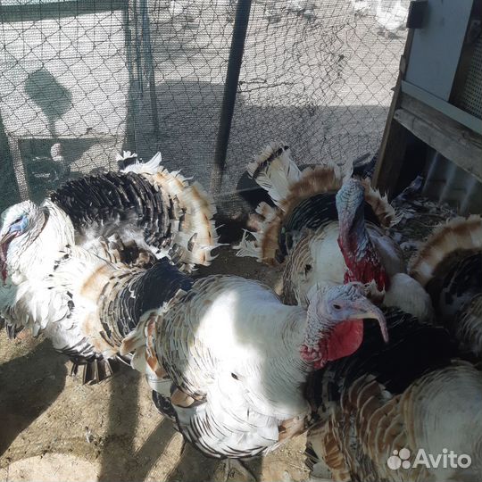 Молодые индюки