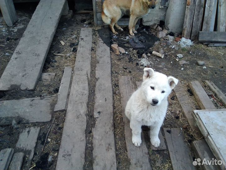 Щенок в добрые руки