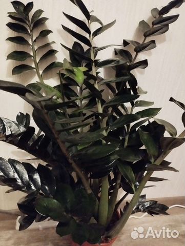 Замиокулькас черный Равен, Давон