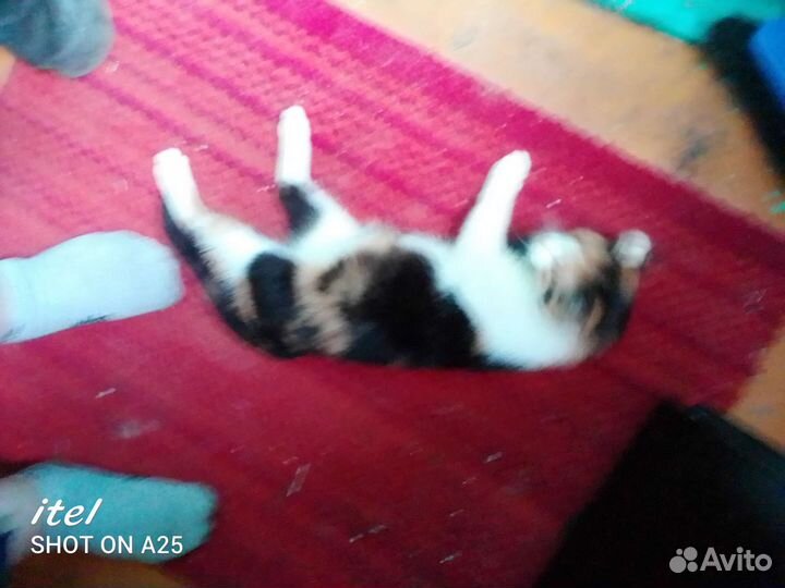 Кошки в добрые руки бесплатно