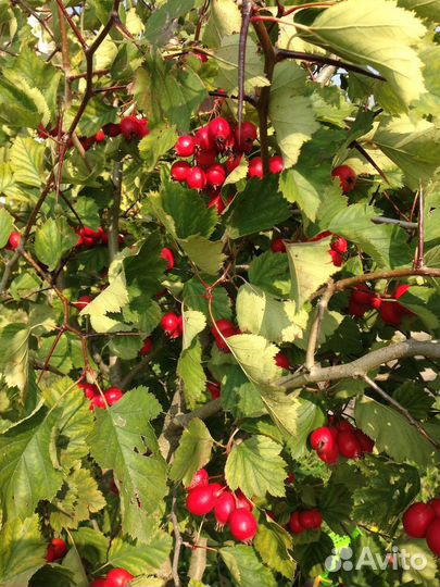 Садовый боярышник-ягоды