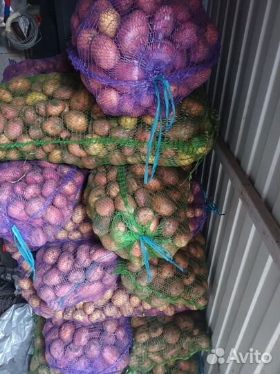 Продам картофель
