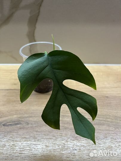 Рафидофора тетрасперма