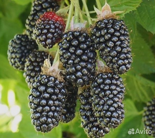 Саженцы ежевики