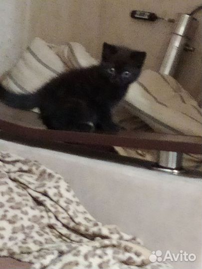 Британские котята