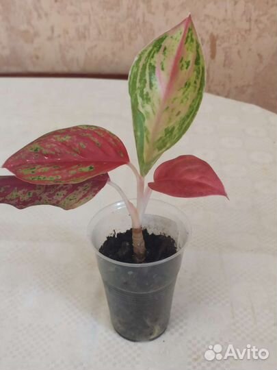 Аглонемы детки