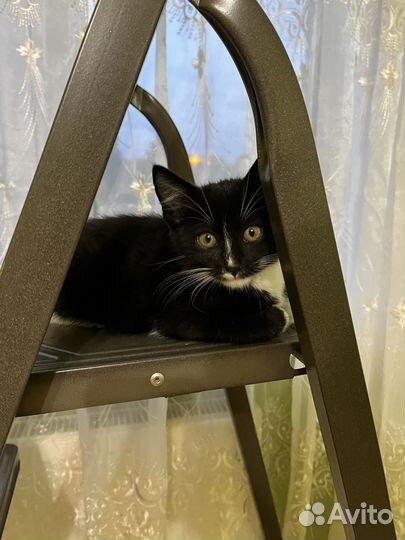 Отдам котенка в хорошие руки