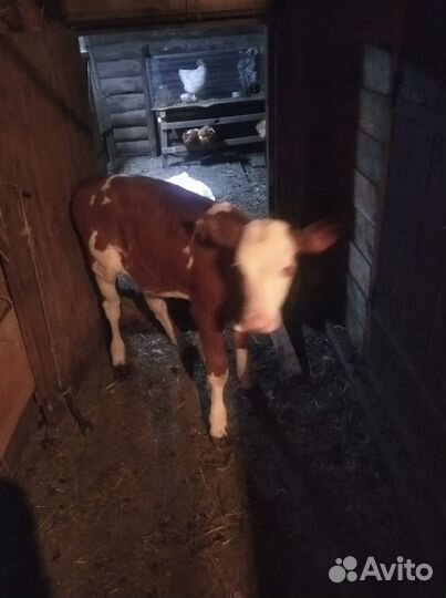 Телочка 3 месяца