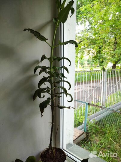 Каланхоэ лечебное