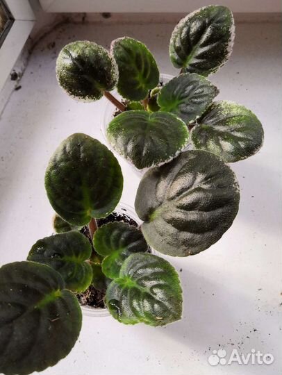 Фиалка детки