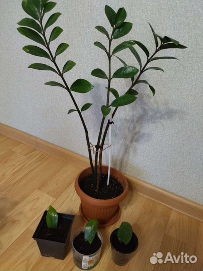 Фикус бенджамина, замиокулькас(долларовое дерево)