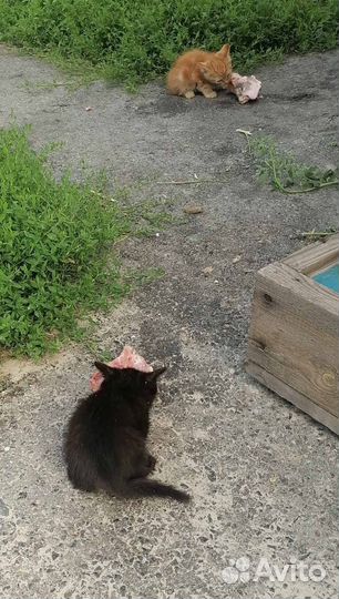 Котята в добрые руки