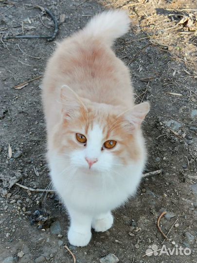 Молодой котик