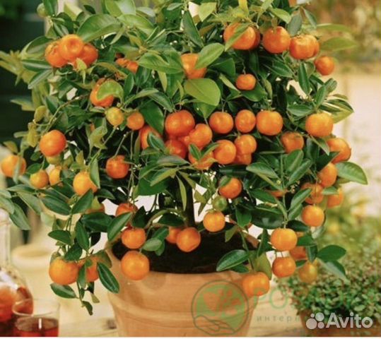 Рассада мандарин Клементин купить в Твери | Товары для дома и дачи | Авито