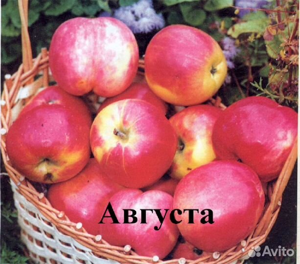 Саженцы яблонь, 3х летки зкс