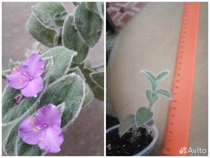 Комнатные растения