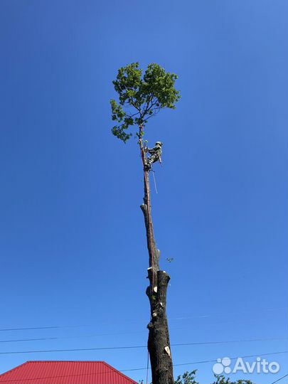 Спил деревьев