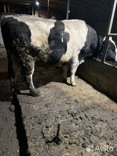 Быки живым весом