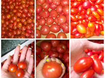 Кустовые помидоры