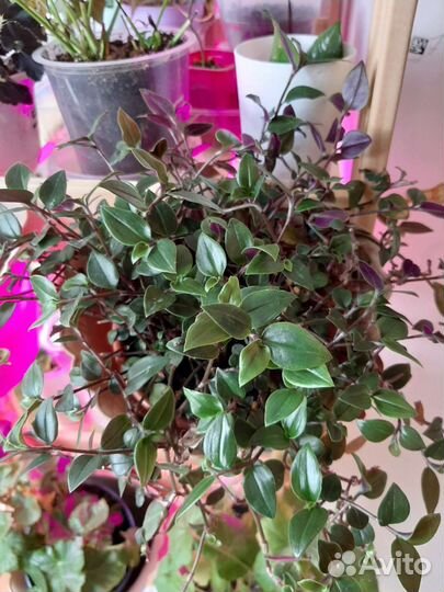 Традесканция