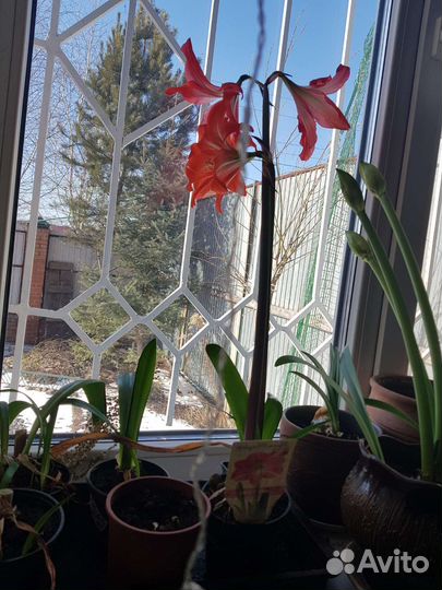 Комнатные растения