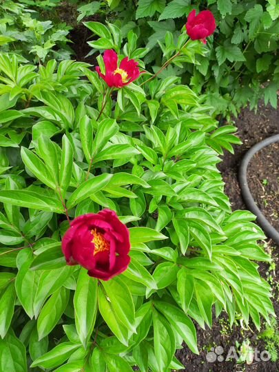 Деленки пиона Марьин корень