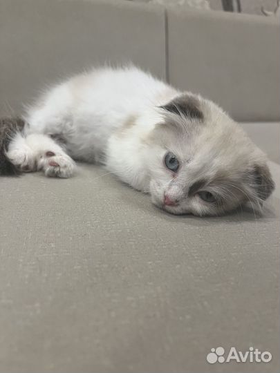 Сиамские котята (кошечки)