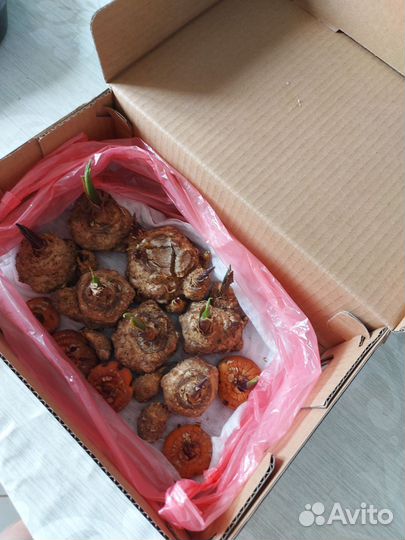 Каллы, луковицы