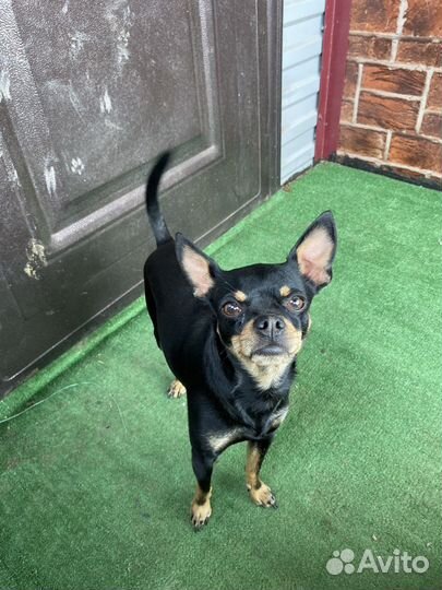 Той-терьер Вязка