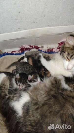 Кошка в дар бесплатно