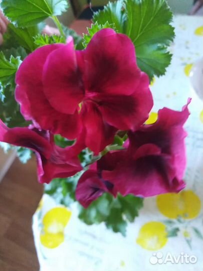 Комнатные цветы