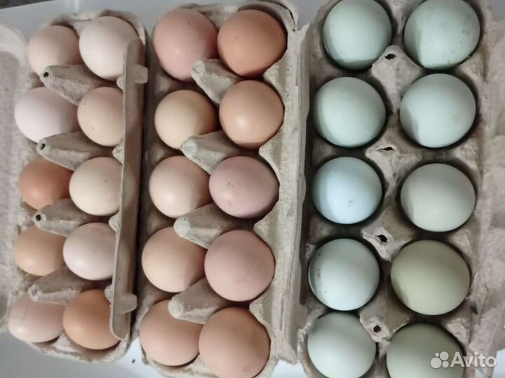 Домашние куриные яйца, мясо гуся