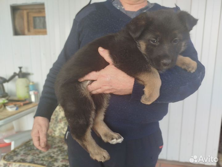 Щенок немецкой овчарки