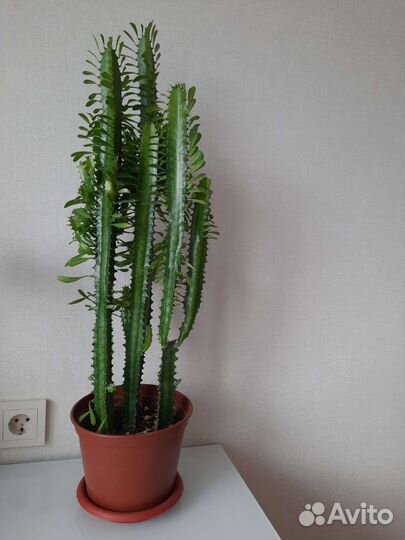 Молочай трехгранный кактус высокий красивый