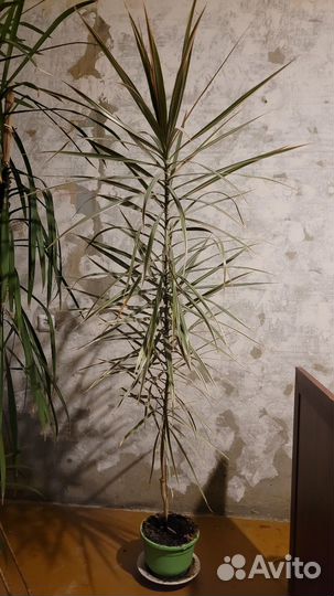 Драцена окаймленная