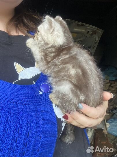 Кошка в дар бесплатно шотландская мраморная