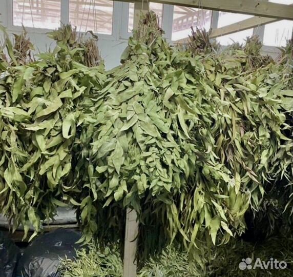 Эвкалипт оптом