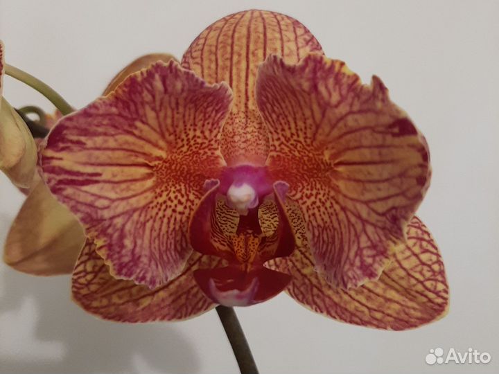 Phal. Baldan's Kaleidoscope бабочка