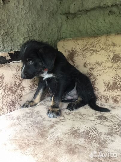 Отдам в хорошие руки щенка