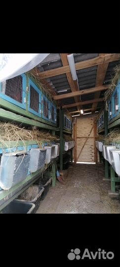 Продам Мясо Кролика