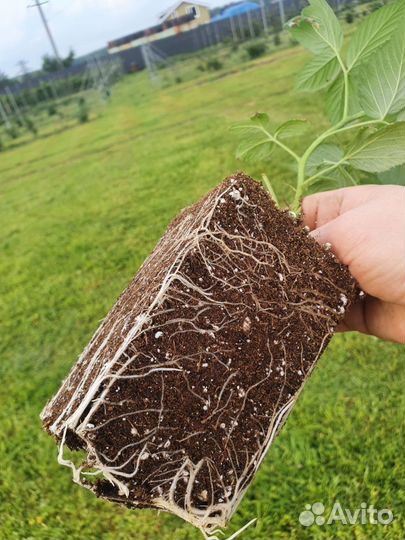 Саженцы малины