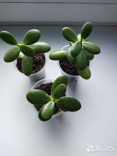 Красула толстянка