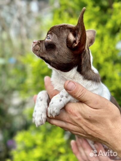 Чихуахуа красотка шоколад